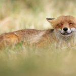 Cuteness-Overload-These-30-Wildlife-Photos-by-Austrian-Photographer-will-melt-your-heart-5c660837a6e4c__880