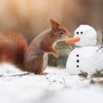 Cuteness-Overload-These-30-Wildlife-Photos-by-Austrian-Photographer-will-melt-your-heart-5c660844c8f89__880