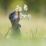 Cuteness-Overload-These-30-Wildlife-Photos-by-Austrian-Photographer-will-melt-your-heart-5c6608540ac5a__880