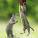 Cuteness-Overload-These-30-Wildlife-Photos-by-Austrian-Photographer-will-melt-your-heart-5c66088cae987__880