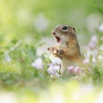 Cuteness-Overload-These-30-Wildlife-Photos-by-Austrian-Photographer-will-melt-your-heart-5c66089ce23ff__880