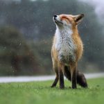 Cuteness-Overload-These-30-Wildlife-Photos-by-Austrian-Photographer-will-melt-your-heart-5c6608c15d3e5__880