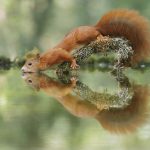 Cuteness-Overload-These-30-Wildlife-Photos-by-Austrian-Photographer-will-melt-your-heart-5c6608d6a906e__880