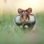 Cuteness-Overload-These-30-Wildlife-Photos-by-Austrian-Photographer-will-melt-your-heart-5c6608ea9fbeb__880