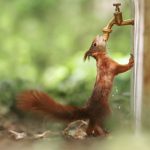 Cuteness-Overload-These-30-Wildlife-Photos-by-Austrian-Photographer-will-melt-your-heart-5c66090798a70__880