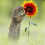 Cuteness-Overload-These-30-Wildlife-Photos-by-Austrian-Photographer-will-melt-your-heart-5c660957619c3__880