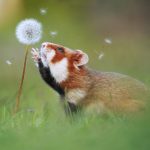Cuteness-Overload-These-30-Wildlife-Photos-by-Austrian-Photographer-will-melt-your-heart-5c66095f86d11__880