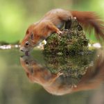 Cuteness-Overload-These-30-Wildlife-Photos-by-Austrian-Photographer-will-melt-your-heart-5c66096d2945c__880