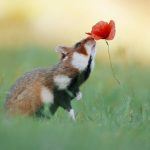 Cuteness-Overload-These-30-Wildlife-Photos-by-Austrian-Photographer-will-melt-your-heart-5c6609b60a090__880