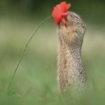 Cuteness-Overload-These-30-Wildlife-Photos-by-Austrian-Photographer-will-melt-your-heart-5c660a4b8f6c9__880