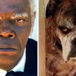 Decidiram juntar algumas pessoas com seus sósias caninos e a gente está latindo de tanto rir-capa