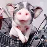 animais fotogenicos 10