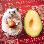 animais fotogenicos 11