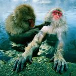 animais fotogenicos 12