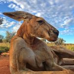 animais fotogenicos 13