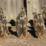 animais fotogenicos 2