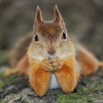 animais fotogenicos 3