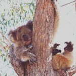 animais fotogenicos 4