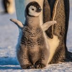 animais fotogenicos 7