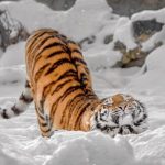 animais fotogenicos 8