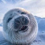 animais fotogenicos 9