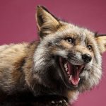 011-Joys-Pets-RB-33-5c7556f8c5995__880