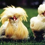 10490410-4c17d8f8d89b0751851227b0b0dea29e-1551268299-728-70bc858eb0-1551357466