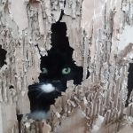 10552110-bnbjtxpasqh21-1550732128-728-ab38d029de-1551691148