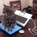 10552860-5RMc6vB-1551422719-728-d824ea9a90-1551691148