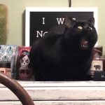 10553560-image-crop-640x675-1550490450-728-7a50e19d97-1551691148