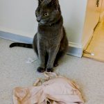 10553760-image-crop-640x764-1550715309-728-4a07263f45-1551691148