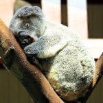 10612360-koala-1651052_960_720-1550862677-728-9a5b91f3d1-1551900982