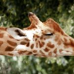 10612410-giraffe-795555_960_720-1550789991-728-b4e3fbbf02-1551900982