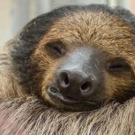 10612460-sloth-3753478_960_720-1550862973-728-75f70483d8-1551900982