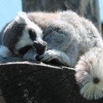 10612560-lemur-347543_960_720-1550863047-728-5fff86dd1e-1551900982