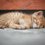 10612610-cat-1941089_960_720-1550862840-728-1fe4e18b2a-1551900982