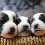 10612660-puppy-3607024_960_720-1550862809-728-19dc3fce68-1551900982