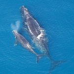 10612760-536px-Eubalaena_glacialis_with_calf-1551104955-728-cf0087d1a2-1551900982