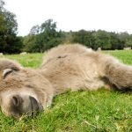 Sleeping donkey