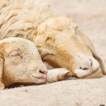 Little Lamb with Mother sheep sleeping