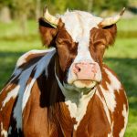 10613010-cow-2783568_960_720-1551104481-728-1ee414366c-1551900982