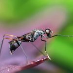 10613060-insect-1130497_960_720-1551104309-728-cad37e0fbf-1551900982