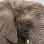 10613110-elephant-1526709_960_720-1550783669-728-109fe2de21-1551900982