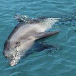 Asleep dolphin