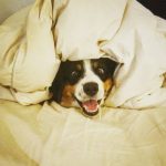 10652410-3vs39n222ji21-1551788670-728-8f118edb50-1551970915