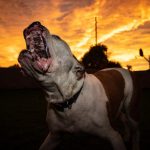 10652460-6UT349M6gEV-5eTK_8H97160vKRdX62L8gJFBNpb38Y-1551788600-728-c1f1515276-1551970915