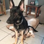 10653210-2i0c18vrkurx-1551787647-728-49340c69f0-1551970915