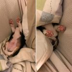 10653360-q7ph7w34t9f21-1551868251-728-73cc953f5d-1551970915