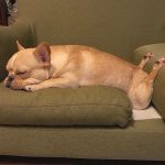 10653410-preview8-1551783478-728-0a963e5f59-1551970915