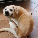 10653860-image-crop-640x624-1551787458-728-385550533c-1551970915